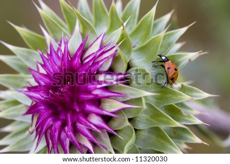 Thistle and Lady Bug