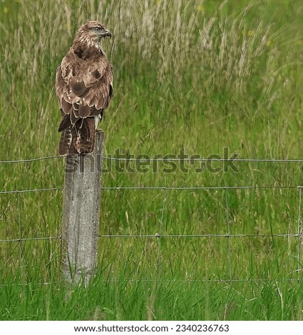 Similar – Image, Stock Photo The red kite glides elegantly through the air. The sky is cloudy, but he looks down spellbound.