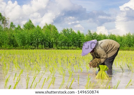 Asian women at work in a rice plantation
