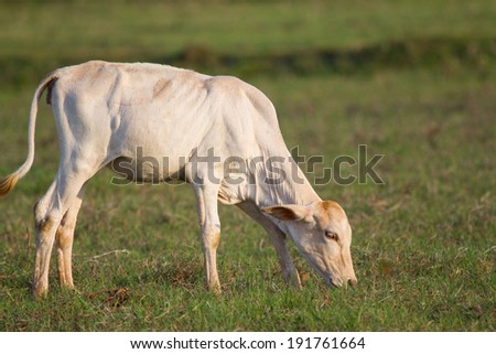 Little cow standing alone in green field