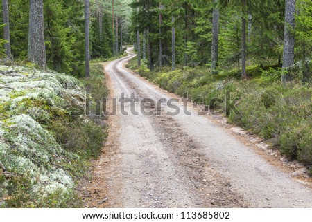 Winding dirt road through the woods