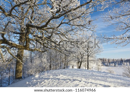 Oak tree with frost in winter landscape