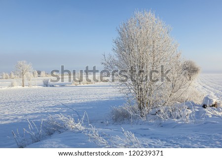 Fields and trees in wintry landscapes