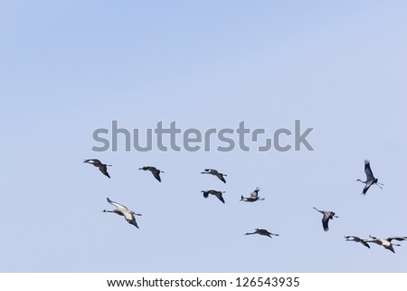 Flock of cranes in the sky