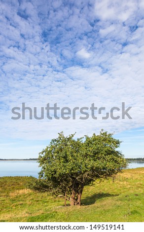 Apple trees at water's edge