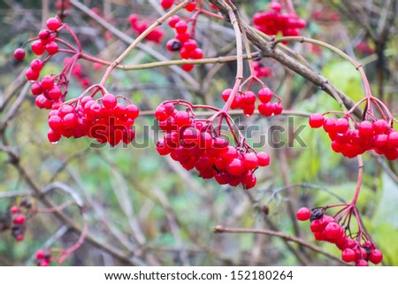 Wild red autumn berries on bush