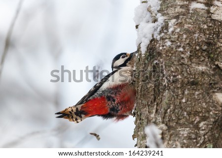 Woodpecker leaving droppings when it is in tree