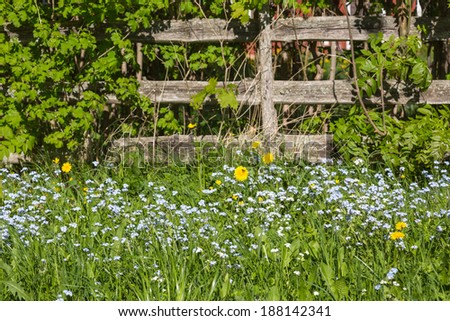 Forget-me in the meadow by a fence Forget-me in the meadow by a fence Forget me not in the meadow by a fence