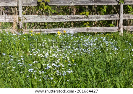 Forget-me in the meadow by a fence Forget-me in the meadow by a fence Forget me not in the meadow by a fence