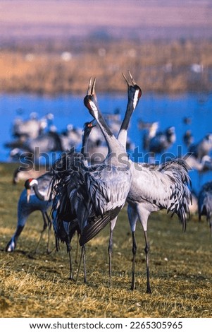 Foto Bild viele Kraniche stehen auf dem Feld und fliegen in der Luft | abgehoben