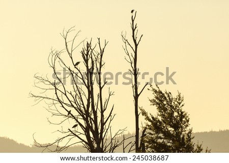 Grey herons sitting silhouette in the tree