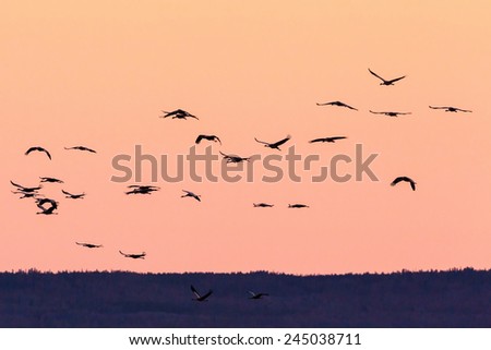 Flock of cranes flying at sunrise
