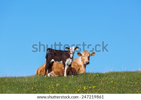 Calf and cow resting in the field