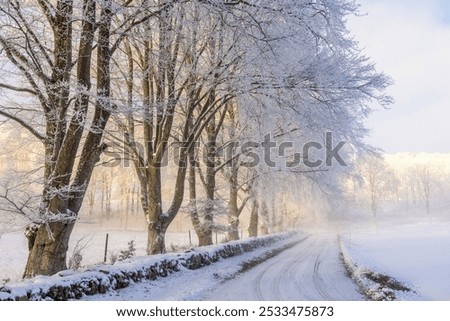 Foto Bild Nebelwand und Raureif im Erzgebirge