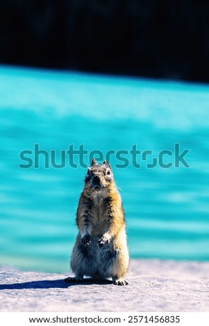 Similar – Foto Bild Eichhörnchen im Sonnenschein