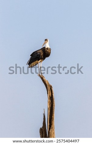 Similar – Image, Stock Photo a stork sits in the snowy eyrie