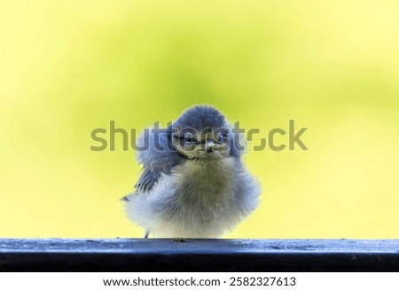 Similar – Image, Stock Photo A young blue tit drinks at a stream