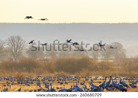 Flock of cranes flying over fields at spring