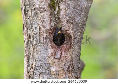 Starling look out from its nesting holes in the tree