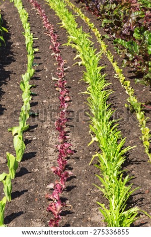 Vegetable Garden with different kinds of salad