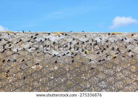 House martins sitting on the roof