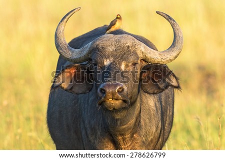 African buffalo staring at you and with a yellow-billed oxpecker on the back