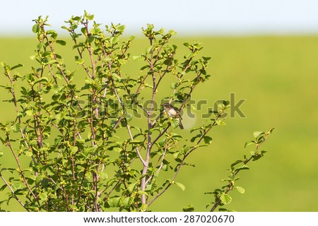 Sedge warbler on a branch in a bush