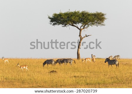 Zebras and gazelles at a lonely tree in the savannah