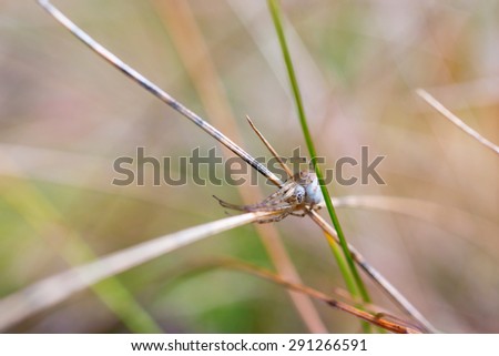 Spider climbing on blades of grass