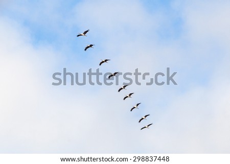 Cranes flying in the sky