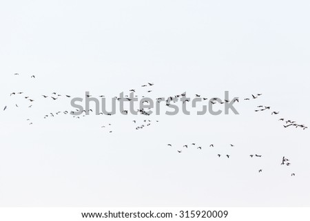 Bird migration with the greylag geese on the sky