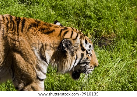 Tiger walking in the grass