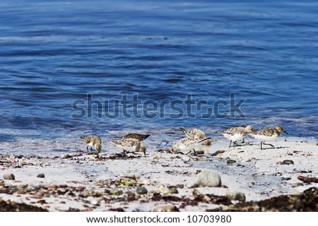 Wading birds at the beach