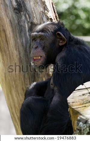 Chimpanzee sitting in a tree
