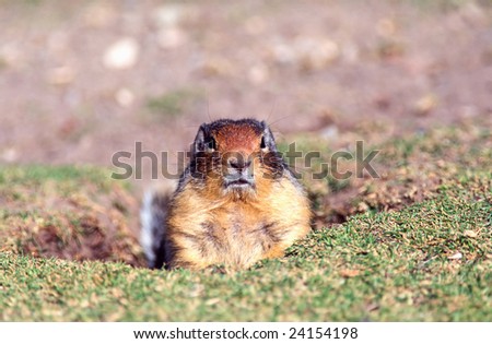 Columbian ground squirrel at a burrow hole in the ground
