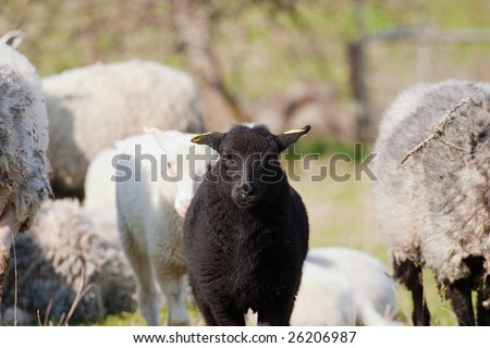 Black Sheep on a grass meadow