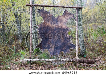 Moose skin stretched on a frame for processing.