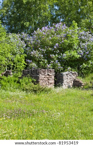 Summer meadow with blooming Common Lilac and a old ruin