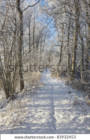 Path through the winter woods, with animal tracks in the snow