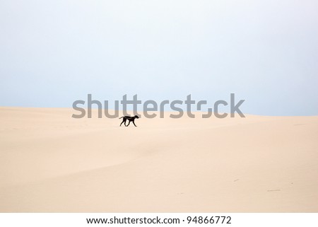 Black dog running in sand dune landscape