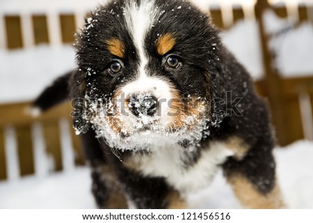 Isolated bernese mountain dog puppet is sniffing camera