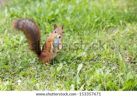 Hairy squirell stopped at low mown green grass