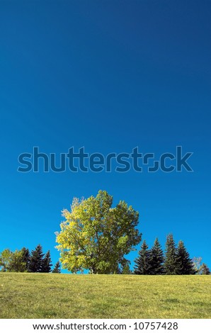 Lone tree against blue sky during fall season.