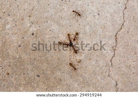 Ants trying to rip apart an insect