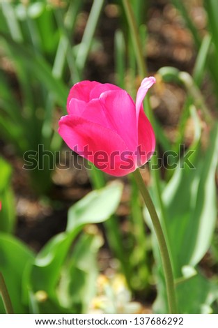 Close up of gentle pink tulip, nature background