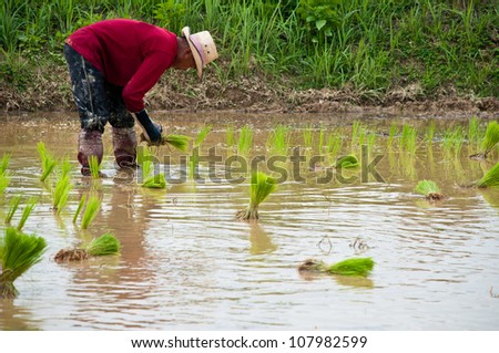 NAN, THAILAND - JULY 14: Unidentified Thai farmer works hard on rice field on July 14, 2012 in Nan Province, Thailand. For many farmers rice is the main source of income (around $800 annual)