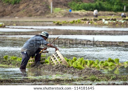 NAN, THAILAND - JULY 15: Unidentified Thai farmers work hard on rice field on July 15, 2012 in Nan Province, Thailand. For many farmers rice is the main source of income (around $800 annual)