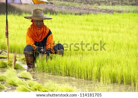 NAN, THAILAND - JULY 15: Unidentified Thai farmer works hard on rice field on July 15, 2012 in Nan Province, Thailand. For many farmers rice is the main source of income (around $800 annual)