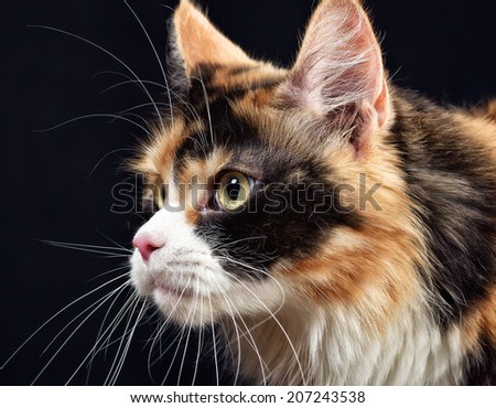 Studio photography cat the breed - the Maine Coon, on a black background