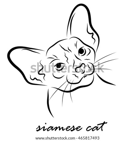 Illustration Shows A Cat Breed Siamese Cat - 465817493 : Shutterstock